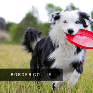 border collie